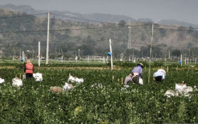 uploads/news/2026/08/petani-bantul-kawinkan-teknologi-9658307fd78381c_400.jpg