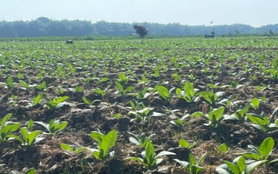 uploads/news/2026/08/petani-tembakau-bojonegoro-disalurkan-931684cda3cb134_400.jpg