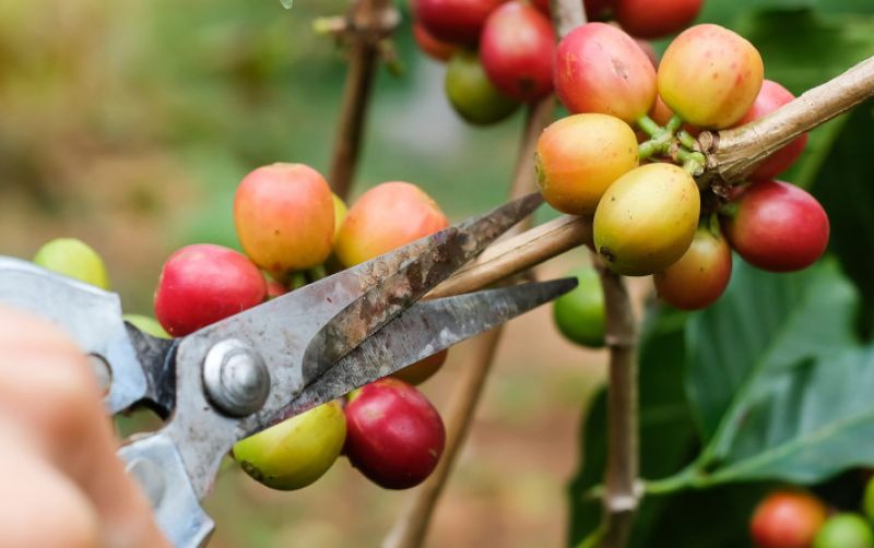 uploads/news/2026/08/produksi-kopi-nasional-hadapi-649744003b7c37e.jpg