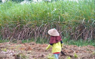 uploads/news/2026/08/produktivitas-tebu-digenjot-2027-571475f472a6812_400.jpg