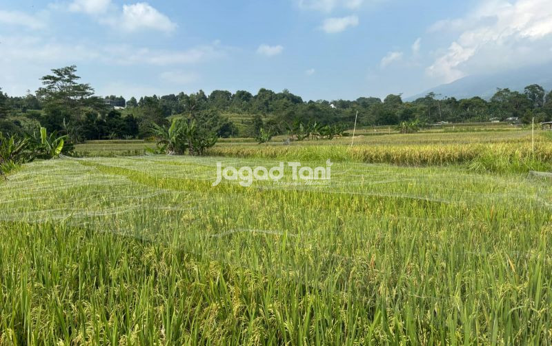 uploads/news/2026/08/program-cetak-sawah-1440-5062539ce2d5645.jpg