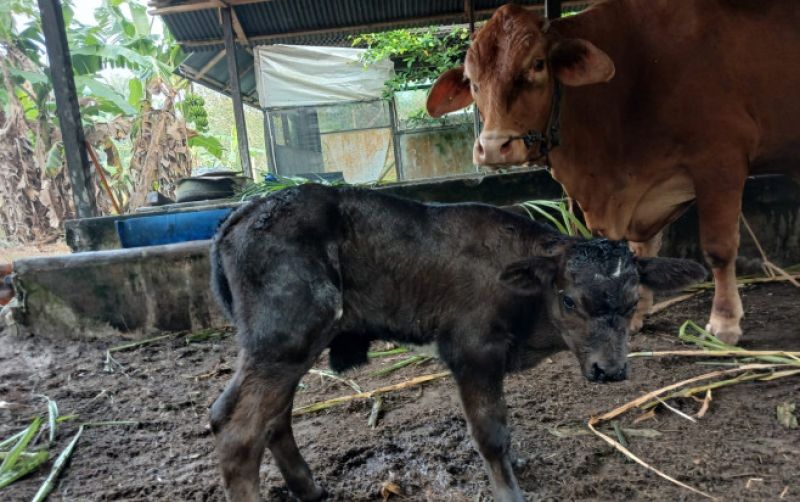uploads/news/2026/08/sapi-pedet-lahir-harapan-554163605ac8866.jpeg