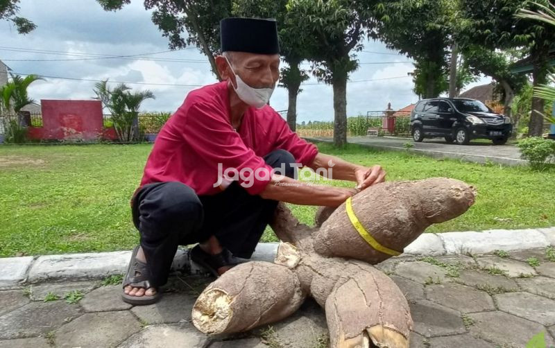 uploads/news/2026/08/tanaman-yang-indonesia-banget--206086a51297ad2.jpg