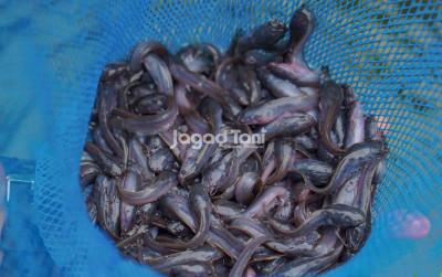 uploads/news/2026/08/tips-menjaga-kebugaran-lele-7707876e41afccd_400.jpg