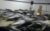 uploads/news/2026/08/tuna-loin-maluku-penuhi-65367df20c92fc6_100.jpg