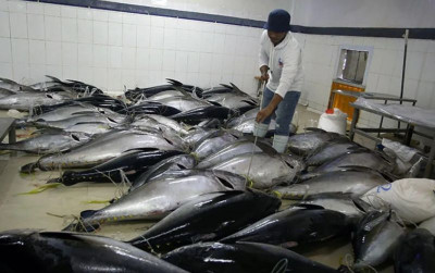 uploads/news/2026/08/tuna-loin-maluku-penuhi-65367df20c92fc6_400.jpg