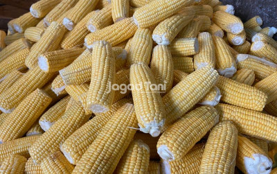 uploads/news/2026/09/150-000-ton-jagung-pakan-50374137410d97a_400.jpg