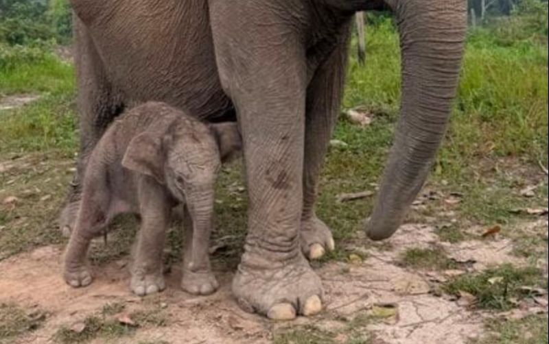 uploads/news/2026/09/bayi-gajah-sumatra-dilahirkan-628175893e0b669.jpeg