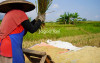 uploads/news/2026/09/buruh-tani-kini-bisa-56380ebbc938b9b_100.jpeg