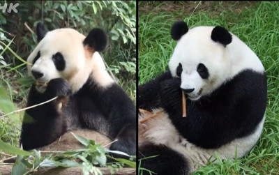 uploads/news/2026/09/dua-ekor-panda-cina-1851592e7a45080_400.jpg