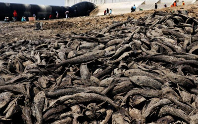 uploads/news/2026/09/fenomena-kemarau-ikan-sapu-sapu-195862564f02145_400.jpeg