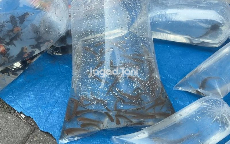 uploads/news/2026/09/ikan-gabus-sawah-si-48819f989846807.jpeg
