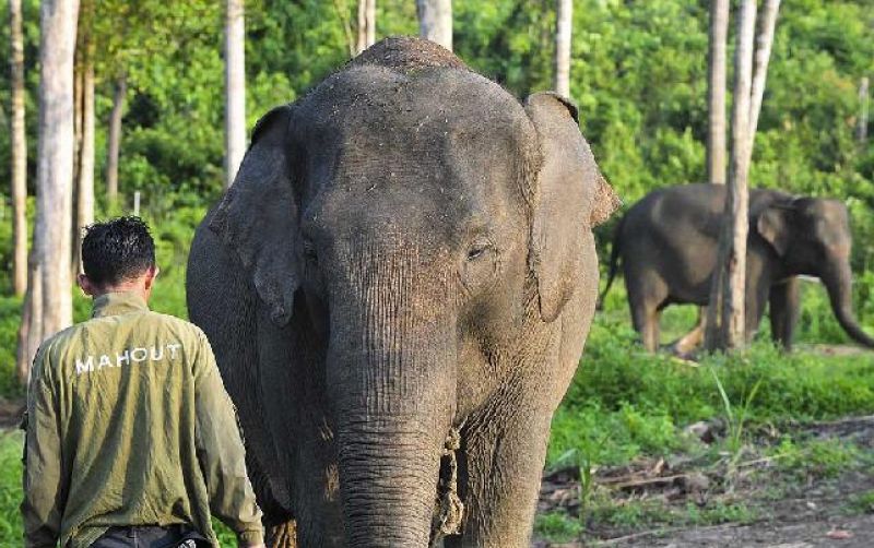 uploads/news/2026/09/jaga-habitat-gajah-masyarakat-1946201ffca8ff9.jpg