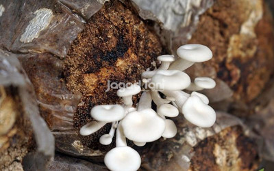 uploads/news/2026/09/jamur-dinilai-potensial-jadi-553227d7fe8fbc5_400.jpg