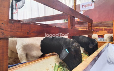 uploads/news/2026/09/jangkauan-ceruk-pasar-peternakan-256279038798df3_400.jpeg
