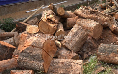 uploads/news/2026/09/kandang-ayam-dingin-gunakan-61390211ad88fba_400.jpeg
