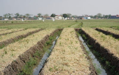 uploads/news/2026/09/kemarau-waspadai-serangan-janda-692206d51327048_400.jpeg