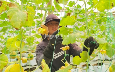 uploads/news/2026/09/kenali-hama-musim-kemarau-musim-4498043f83d9c58_400.jpg