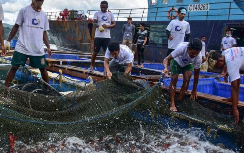 uploads/news/2026/09/kerapu-asal-raja-ampat-788499240ab5a7d.jpeg