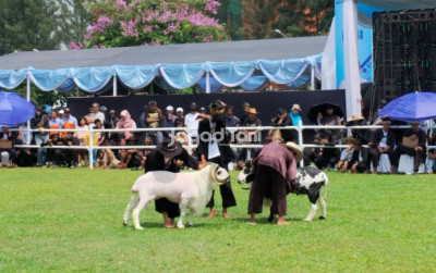 uploads/news/2026/09/kontes-jadi-ajang-pengembangan-62671b21907c208_400.jpg