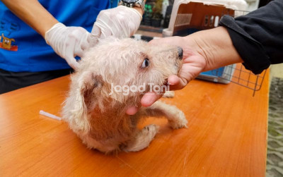 uploads/news/2026/09/lakukan-ini-setelah-digigit-41200cadcf5a3a0_400.jpeg