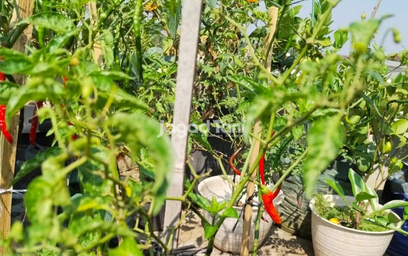uploads/news/2026/09/musim-kemarau-petani-harus-83259825838f6f7.jpg