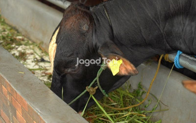 uploads/news/2026/09/pakan-hijauan-terkena-abu-27160cd4a88386a_400.jpeg