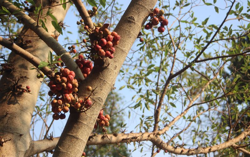 uploads/news/2026/09/penanaman-pohon-elo-bambu-jadi-4333285f1382c66.jpg