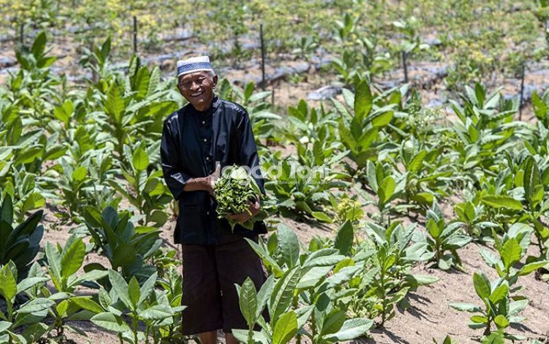 uploads/news/2026/09/pengendalian-tata-niaga-impor-441755b6d7e9fe0.jpg