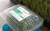 uploads/news/2026/09/tips-memasarkan-sayuran-microgreens-514735a586d8c3c_100.jpeg