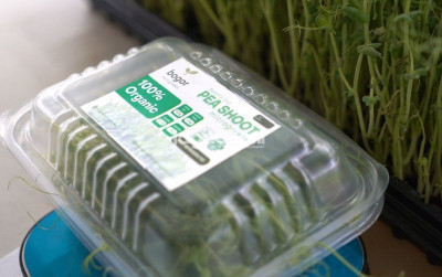 uploads/news/2026/09/tips-memasarkan-sayuran-microgreens-514735a586d8c3c_400.jpeg