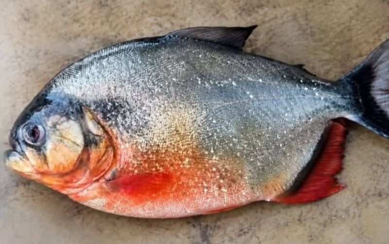uploads/news/2026/09/warga-malaysia-dihebohkan-ikan-78606c4e9173f89.jpg