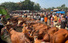 uploads/news/2026/09/waspadai-brucellosis-sapi-bisa-6035701b38e1a0b_100.jpeg