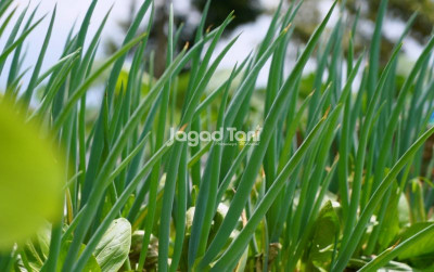 uploads/news/2026/10/9-kabupaten-sumut-kembangkan-691935986972ea4_400.jpg