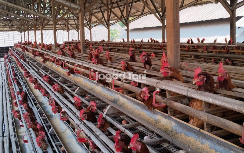 uploads/news/2026/10/anomali-harga-daging-telur-ayam--15917bfc307f3f7.jpeg