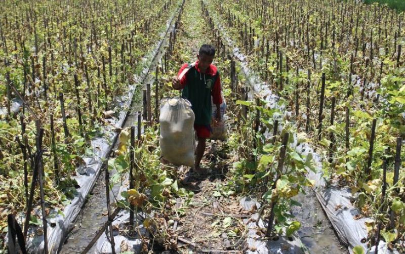 uploads/news/2026/10/bantuan-pertanian-jatim-capai-7477865a66feb0e.jpg