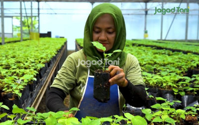 uploads/news/2026/10/begini-cara-agar-dapat-454397126c4648b_400.jpeg