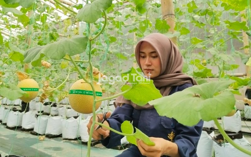 uploads/news/2026/10/budidaya-melon-iklim-tropis--7668231365387db.jpg