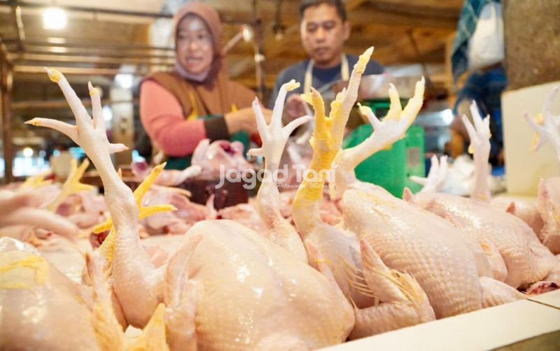 uploads/news/2026/10/daerah-yang-harga-ayam-nya-2601113d2fa800b.jpeg