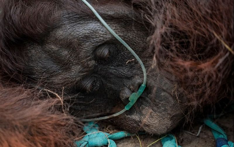 uploads/news/2026/10/dampak-mengerikan-karhutla-satwa-2045879b3ffa593.jpg