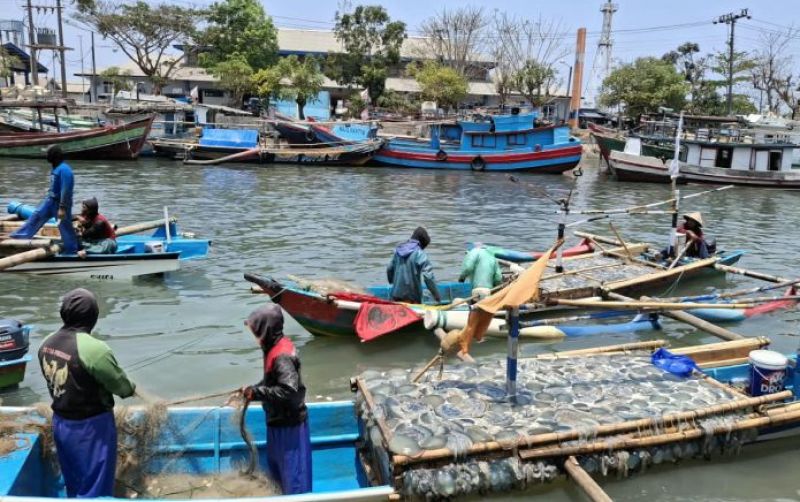 uploads/news/2026/10/fenomena-langka-ubur-ubur-melimpah-892373674a03702.jpeg