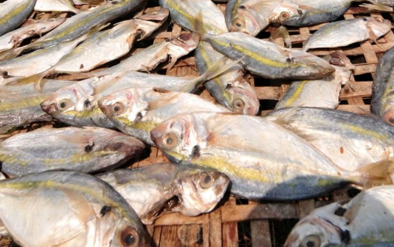 uploads/news/2026/10/ikan-asin-disemprot-baygon-182503dea467cc2.jpg