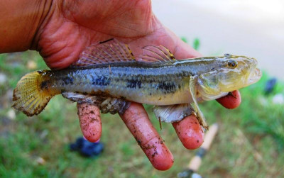 uploads/news/2026/10/ikan-bloso-jadi-maskot-56730435ba5bbfc_400.jpg