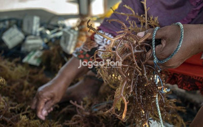 uploads/news/2026/10/indonesia-buka-peluang-tilapia-rumput-5782853a981f0d8_400.jpg