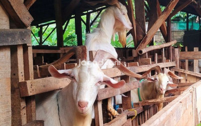 uploads/news/2026/10/kambing-dan-domba-indonesia-33831e7a7561520_400.jpg