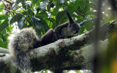 uploads/news/2026/10/keberadaan-tupai-vampir-terekam-29349f83b04c83c_400.jpg
