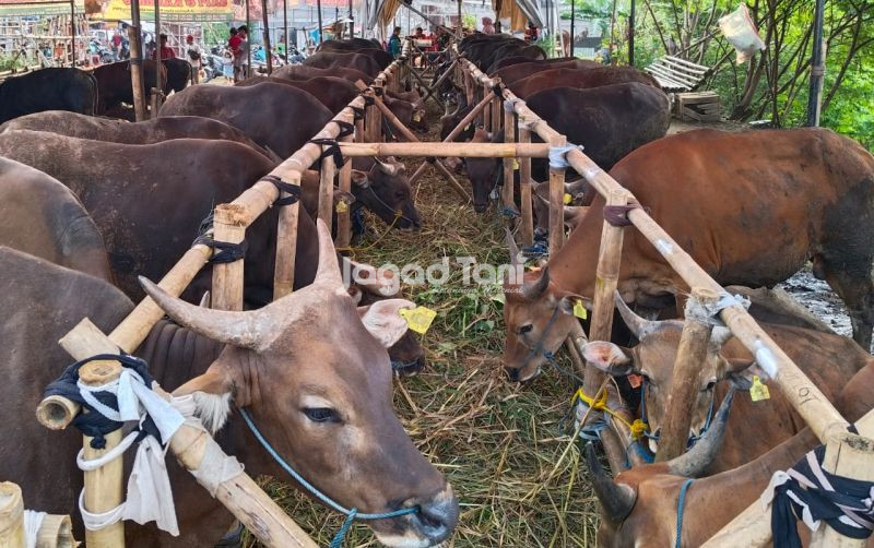 uploads/news/2026/10/keberlanjutan-ketersediaan-pakan-hijauan-953381bcb12e322.jpeg