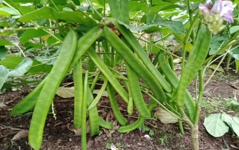 uploads/news/2026/10/koro-pedang-alternatif-pakan-87820ccd4eb041b.jpg