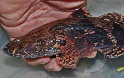 uploads/news/2026/10/mengapa-ikan-bloso-dijuluki-83925d7b2d77a0d_400.jpg