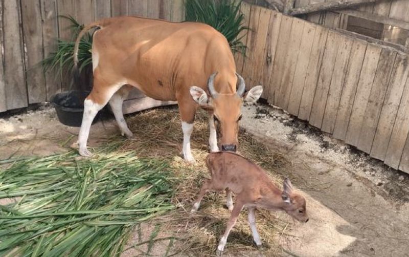 uploads/news/2026/10/menolak-punah-banteng-jawa-220276f93d6d3e3.jpeg